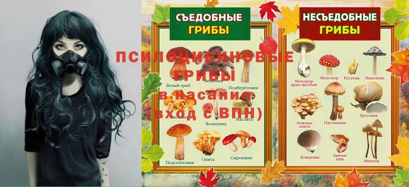 Галлюциногенные грибы GOLDEN TEACHER  купить  сайты  Козельск 